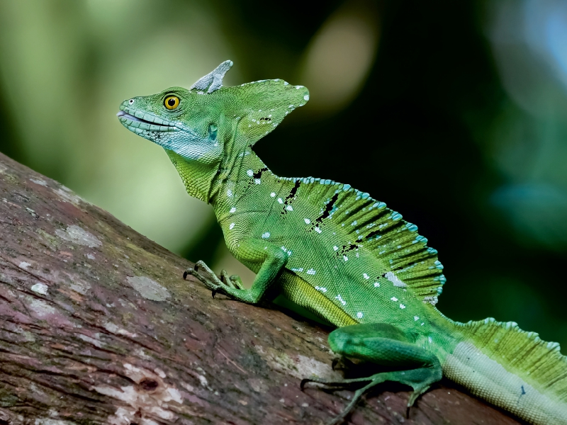 Stirnlappenbasilisk (Basiliscus plumifrons)