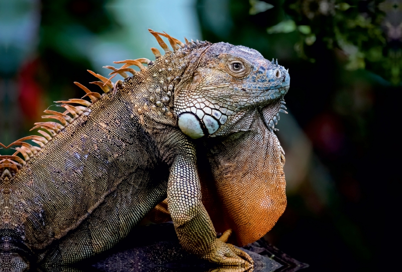 Grüner Leguan (Iguana iguana)