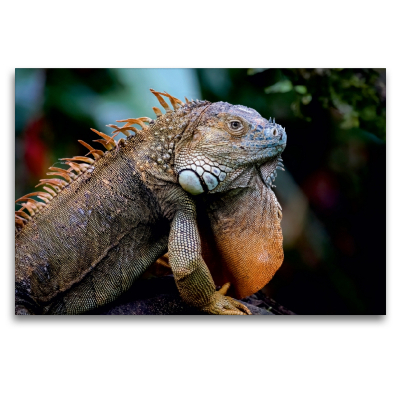 Grüner Leguan (Iguana iguana)