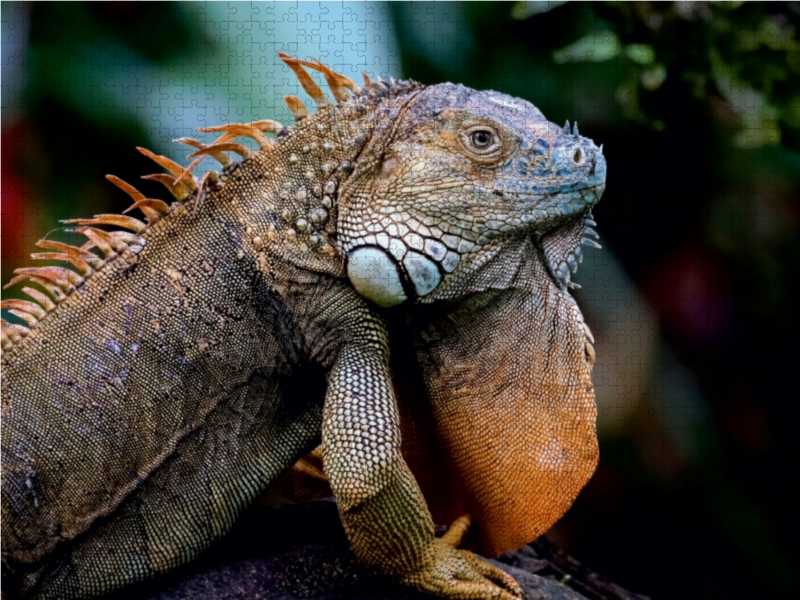 Grüner Leguan (Iguana iguana)