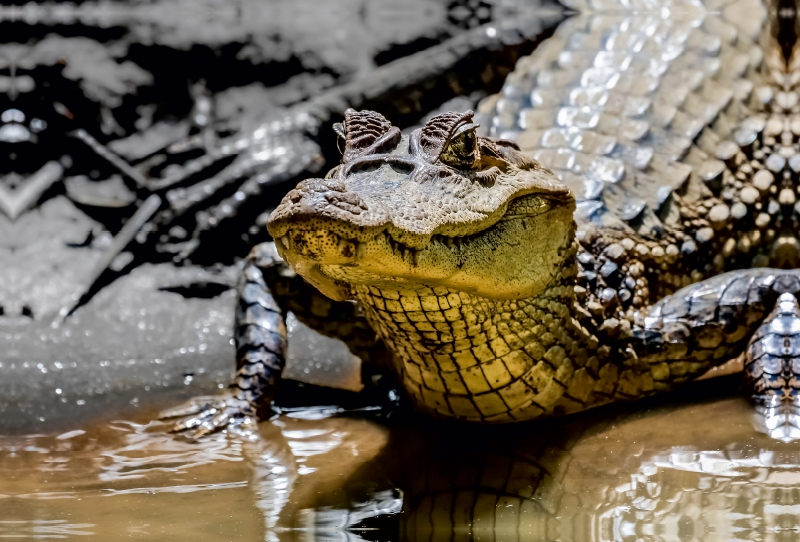 Brillenkaiman (Caiman crocodilus)