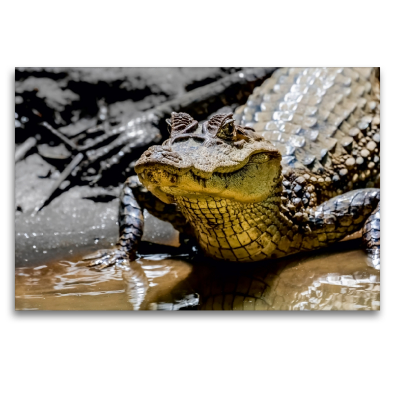 Brillenkaiman (Caiman crocodilus)