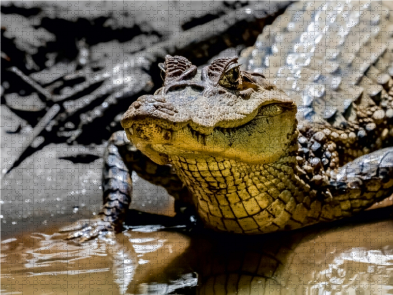 Brillenkaiman (Caiman crocodilus)