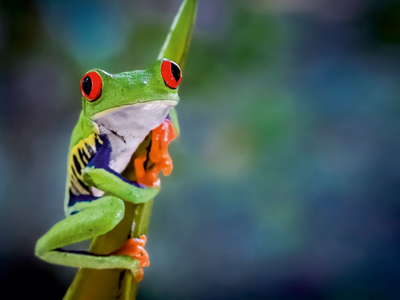 Rotaugenlaubfrosch (Agalychnis callidryas)