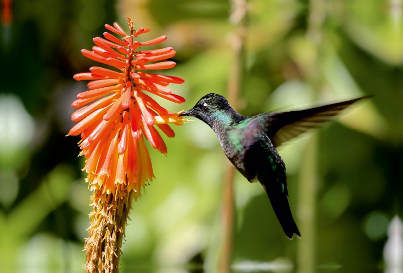 Violettkron-Brilliantkolibri (Eugenes fulgens)