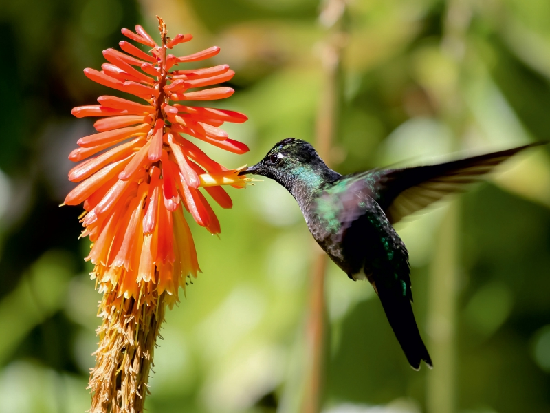 Violettkron-Brilliantkolibri (Eugenes fulgens)