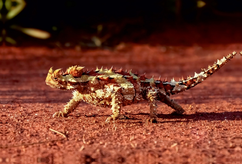 Dornteufel im australischen Outback