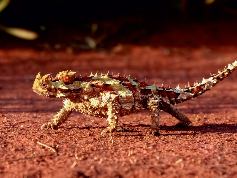 Dornteufel im australischen Outback