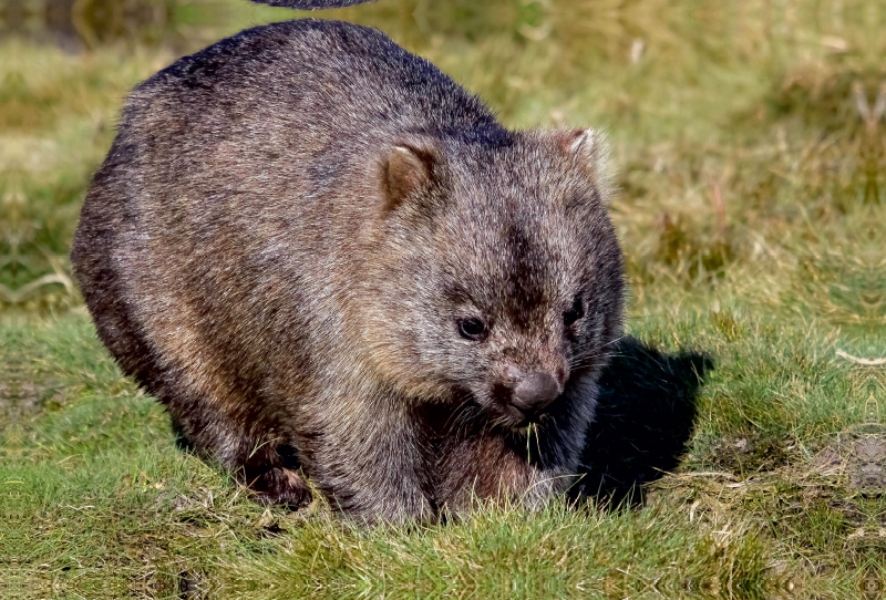 Nacktnasenwombat (Vombatus Ursinus)