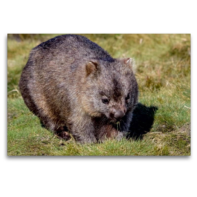 Nacktnasenwombat (Vombatus Ursinus)