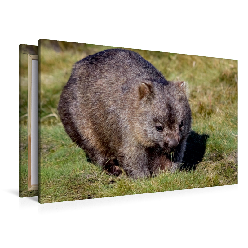 Nacktnasenwombat (Vombatus Ursinus)