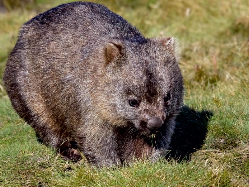 Nacktnasenwombat (Vombatus Ursinus)