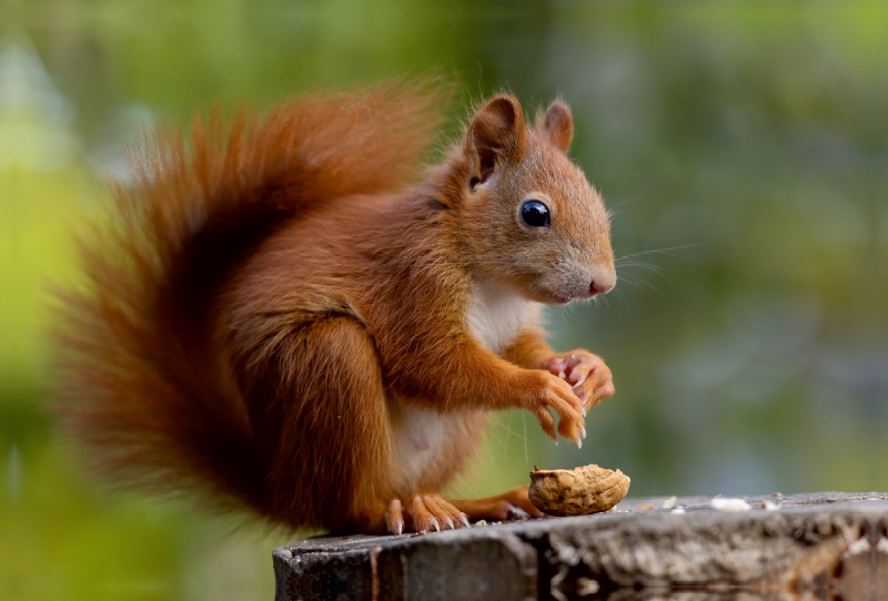 Eichhörnchen Kinder - Zufriedener Blick