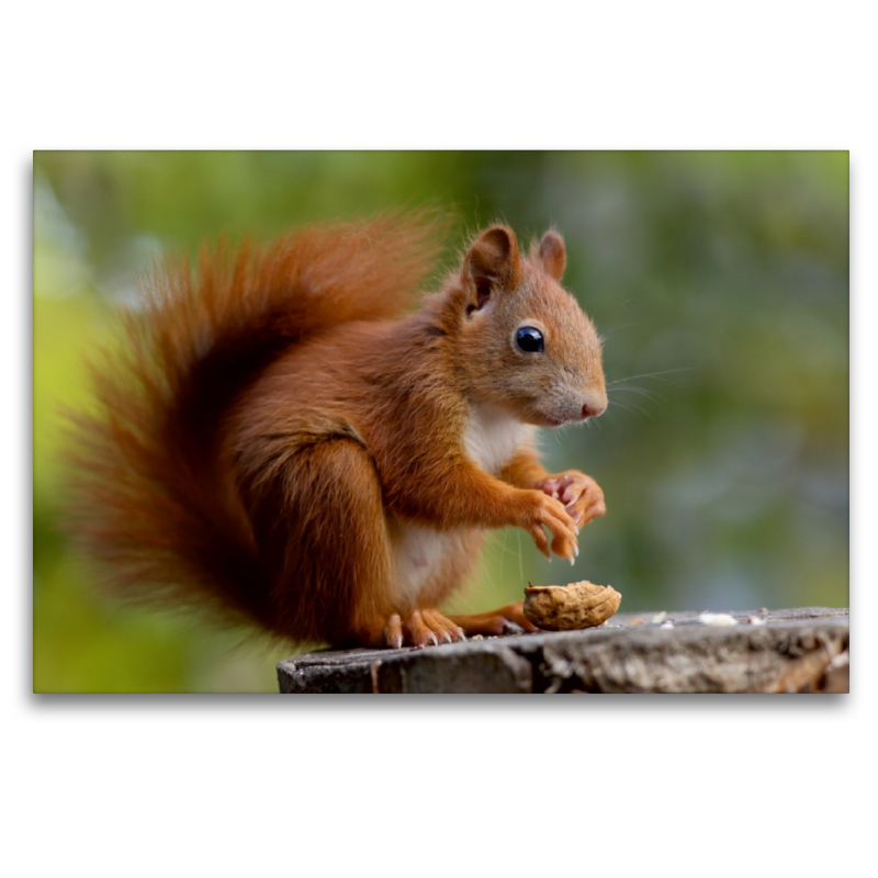 Eichhörnchen Kinder - Zufriedener Blick