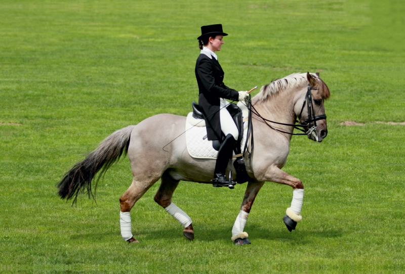 Dülmener Wildpferd - Dressurreiten