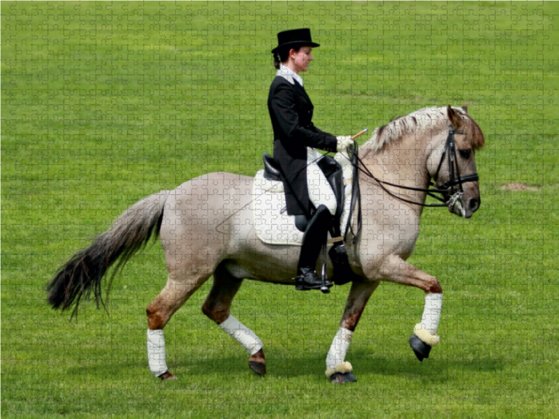 Dülmener Wildpferd - Dressurreiten