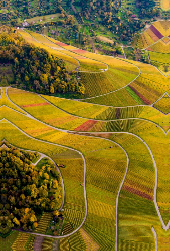 Weinberge zwischen Kappelberg und Rotenberg