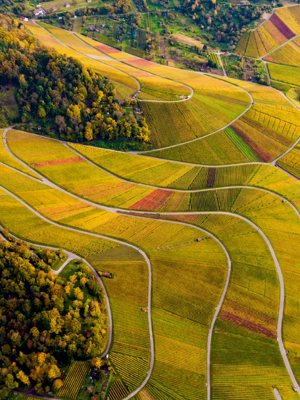 Weinberge zwischen Kappelberg und Rotenberg