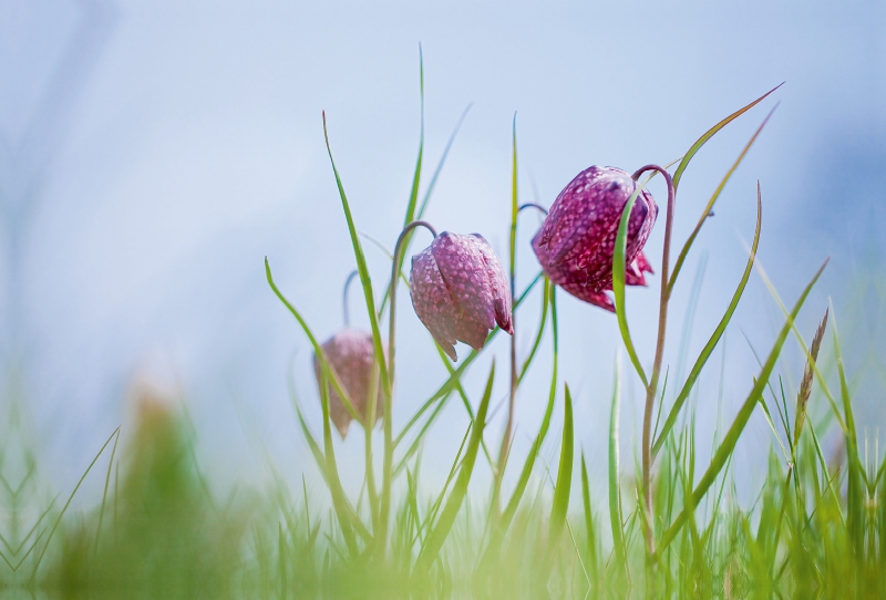 Schachbrettblumen in Ziesar