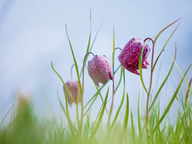 Schachbrettblumen in Ziesar