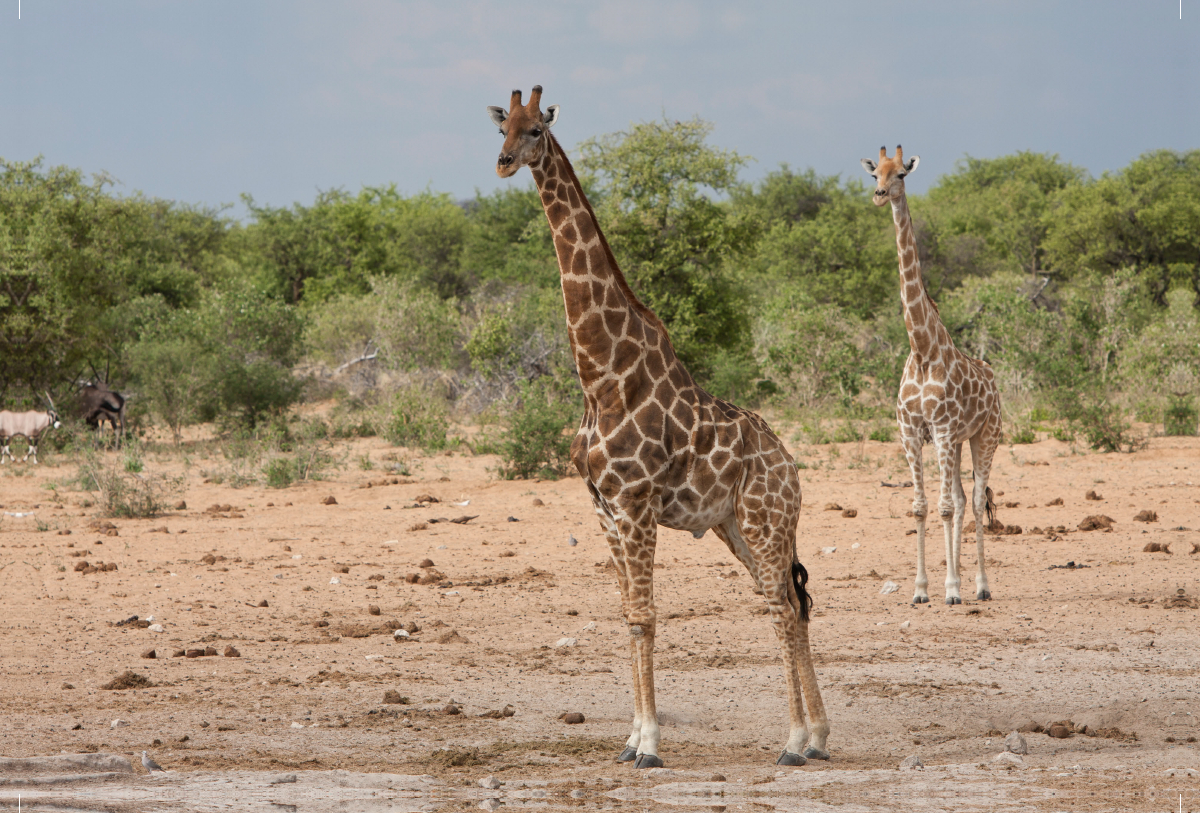 Giraffen im Etosha Nationalpark