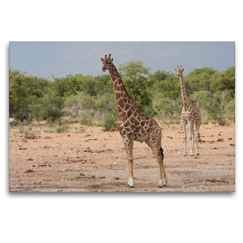 Giraffen im Etosha Nationalpark