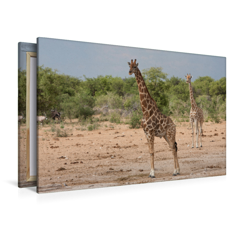 Giraffen im Etosha Nationalpark