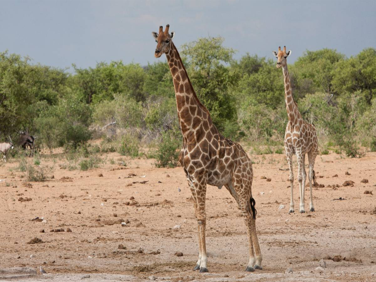 Giraffen im Etosha Nationalpark