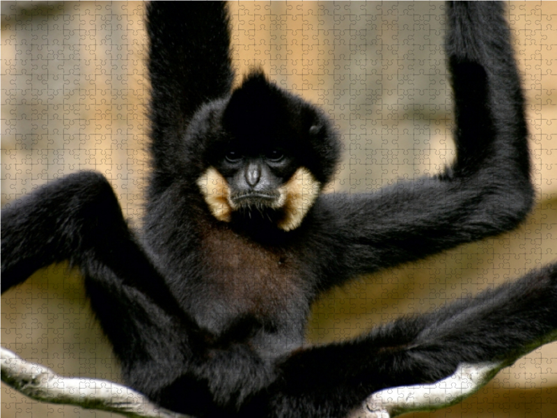 Schwarzer Gibbon