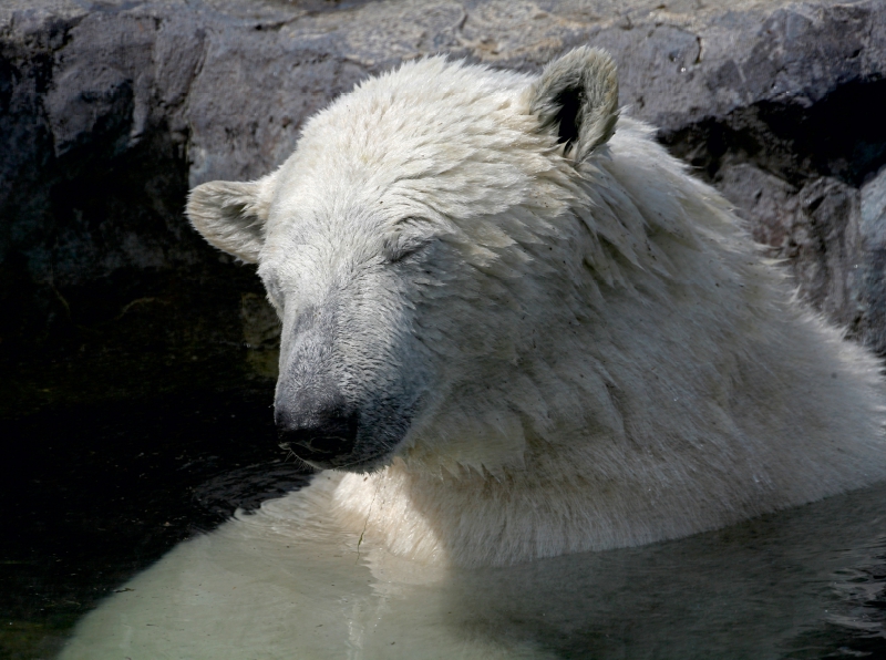 Müder Eisbär