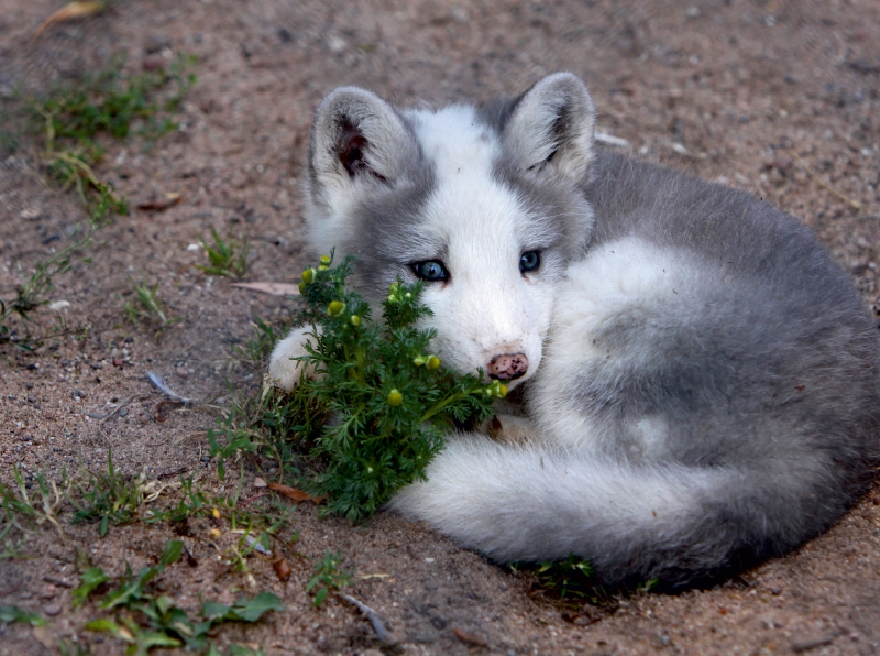 Junger Polarfuchs