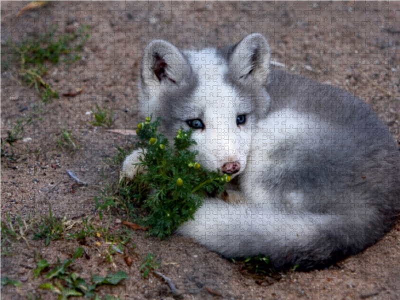 Junger Polarfuchs