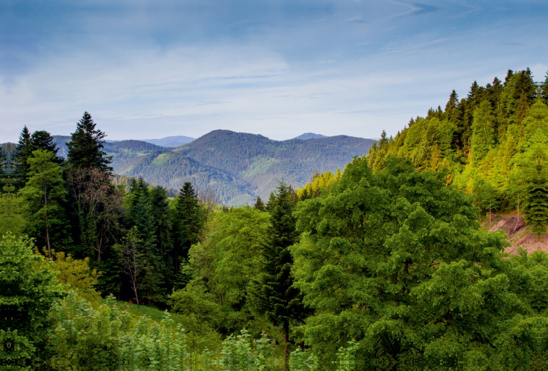 Schwarzwald-Panorama