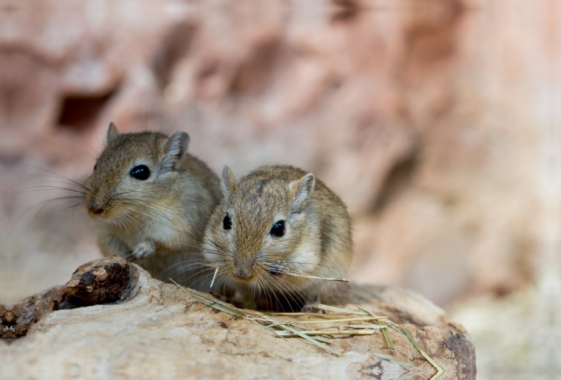 Mongolisches Rennmaus-Pärchen