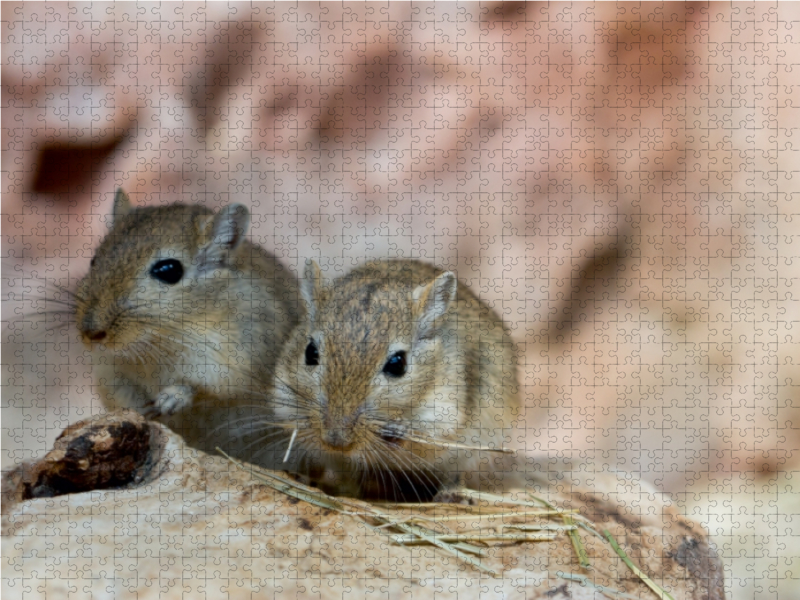 Mongolisches Rennmaus-Pärchen