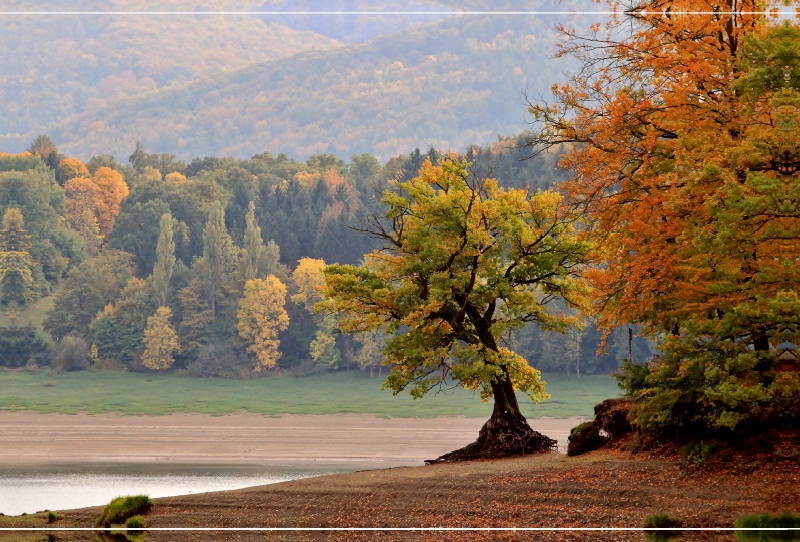 Herbst am Schiefen Baum