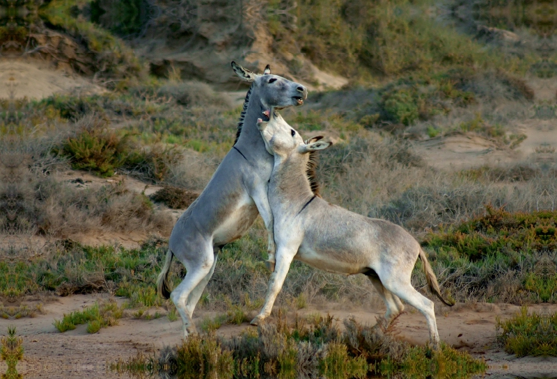 Wilde Esel auf Fuerteventura