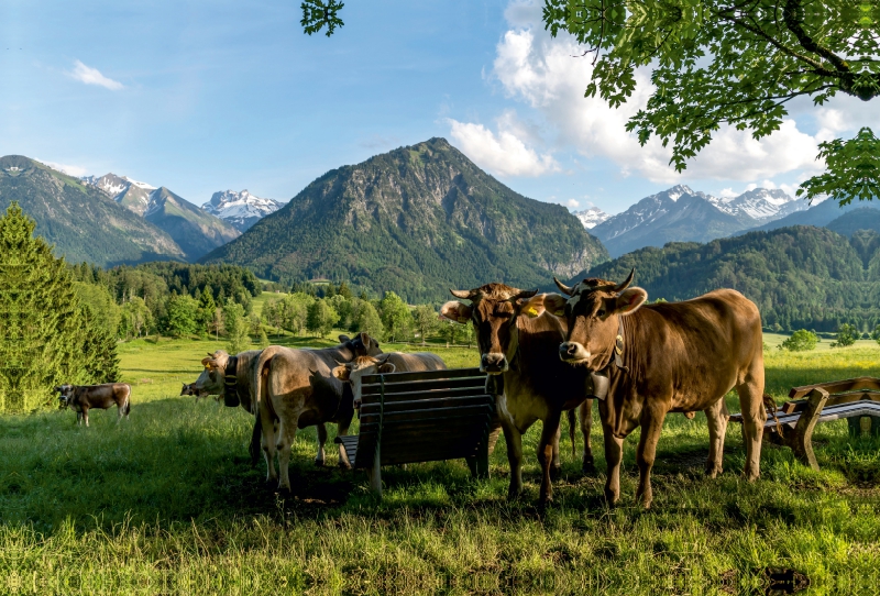 Allgäuer Braunvieh