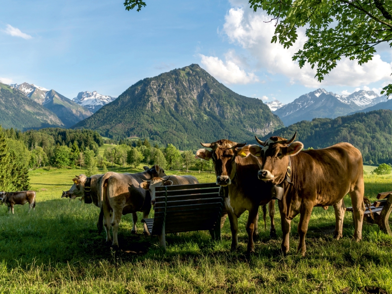 Allgäuer Braunvieh