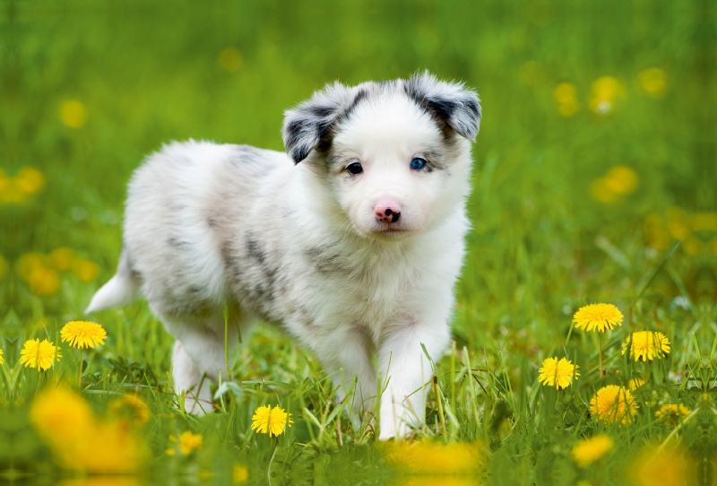 Border Collie im Löwenzahn