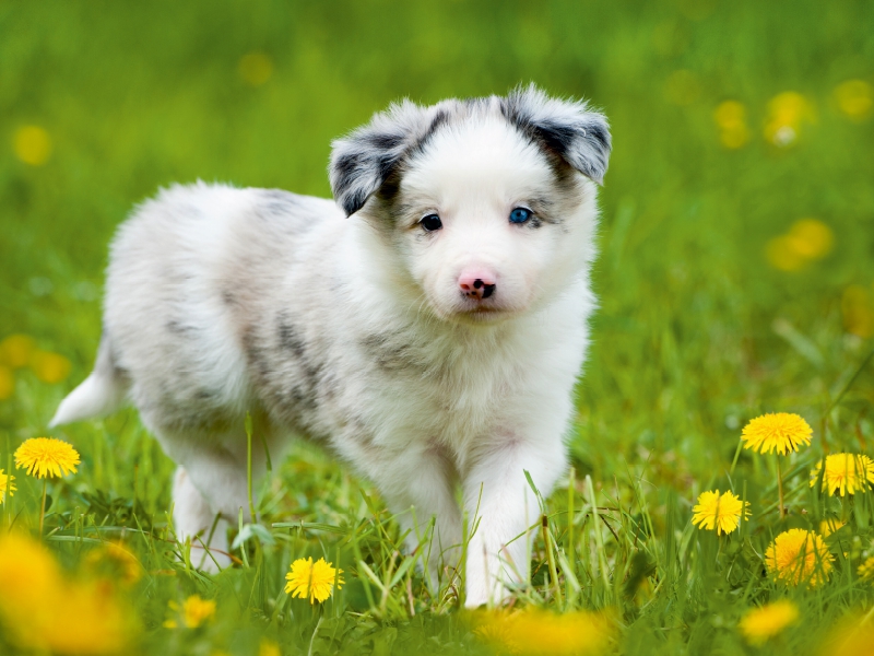 Border Collie im Löwenzahn