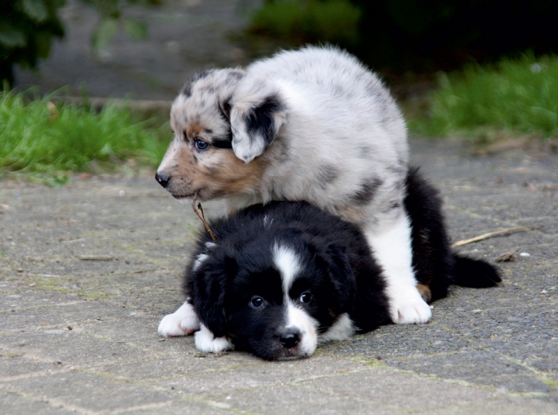 Spielende Australian Shepherds Welpen