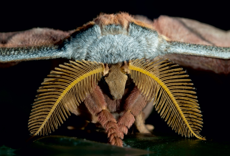 Tussaspinner Antheraea mylitta, Asien