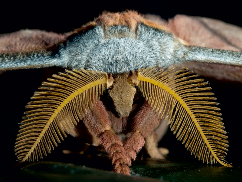 Tussaspinner Antheraea mylitta, Asien