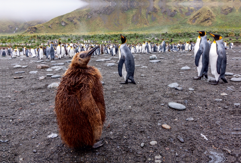 junger Königspinguin