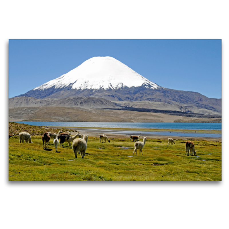 Parinacota Vulkan, Lauca Nationalpark, Norte Grande