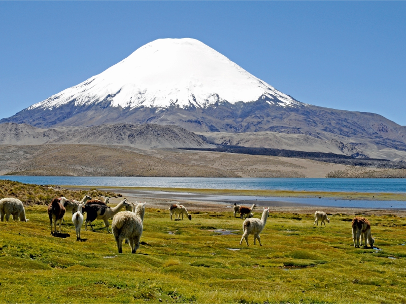 Parinacota Vulkan, Lauca Nationalpark, Norte Grande