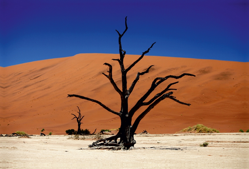 Abgestorbener Akazienbaum im Deadvlei