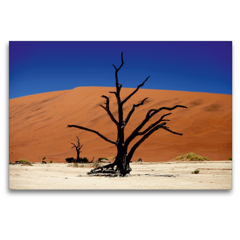 Abgestorbener Akazienbaum im Deadvlei