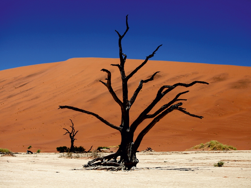 Abgestorbener Akazienbaum im Deadvlei